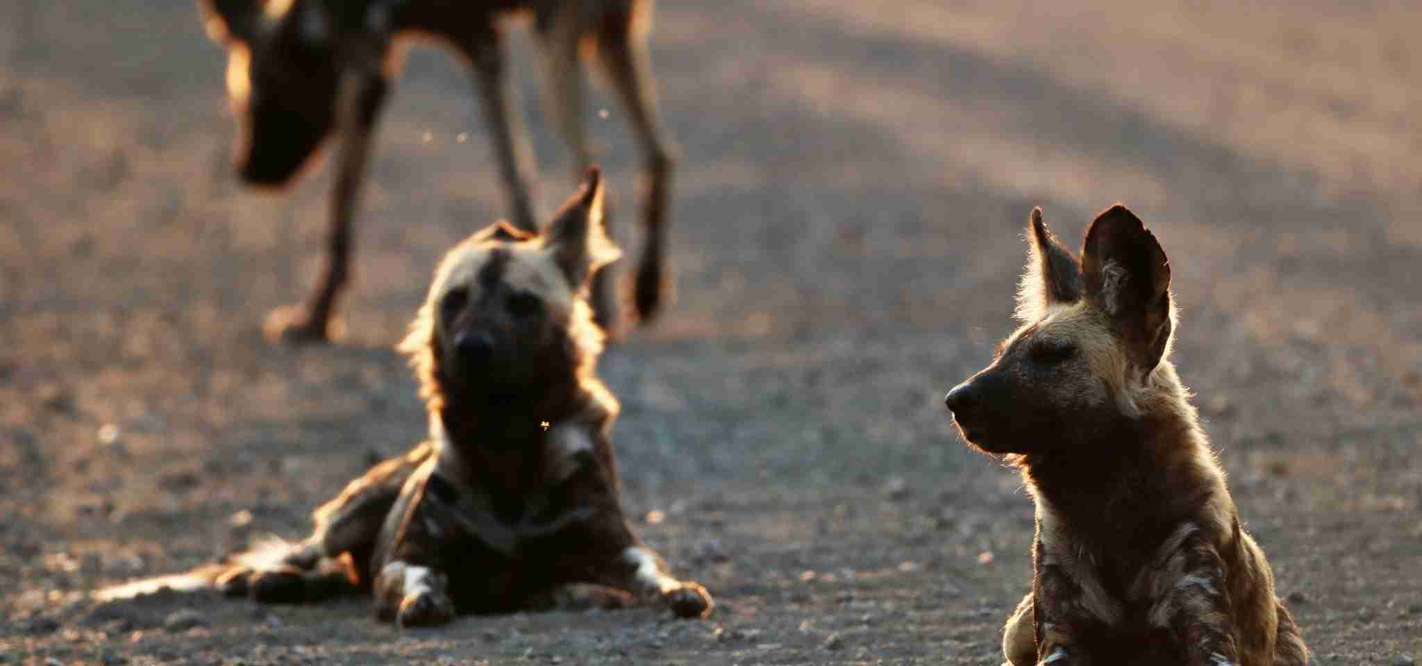 Chien sauvage africain