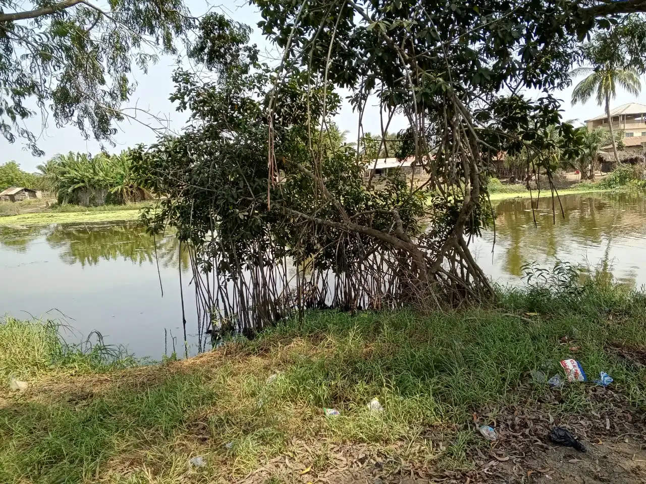 RESTAURATION FORETS.jpg