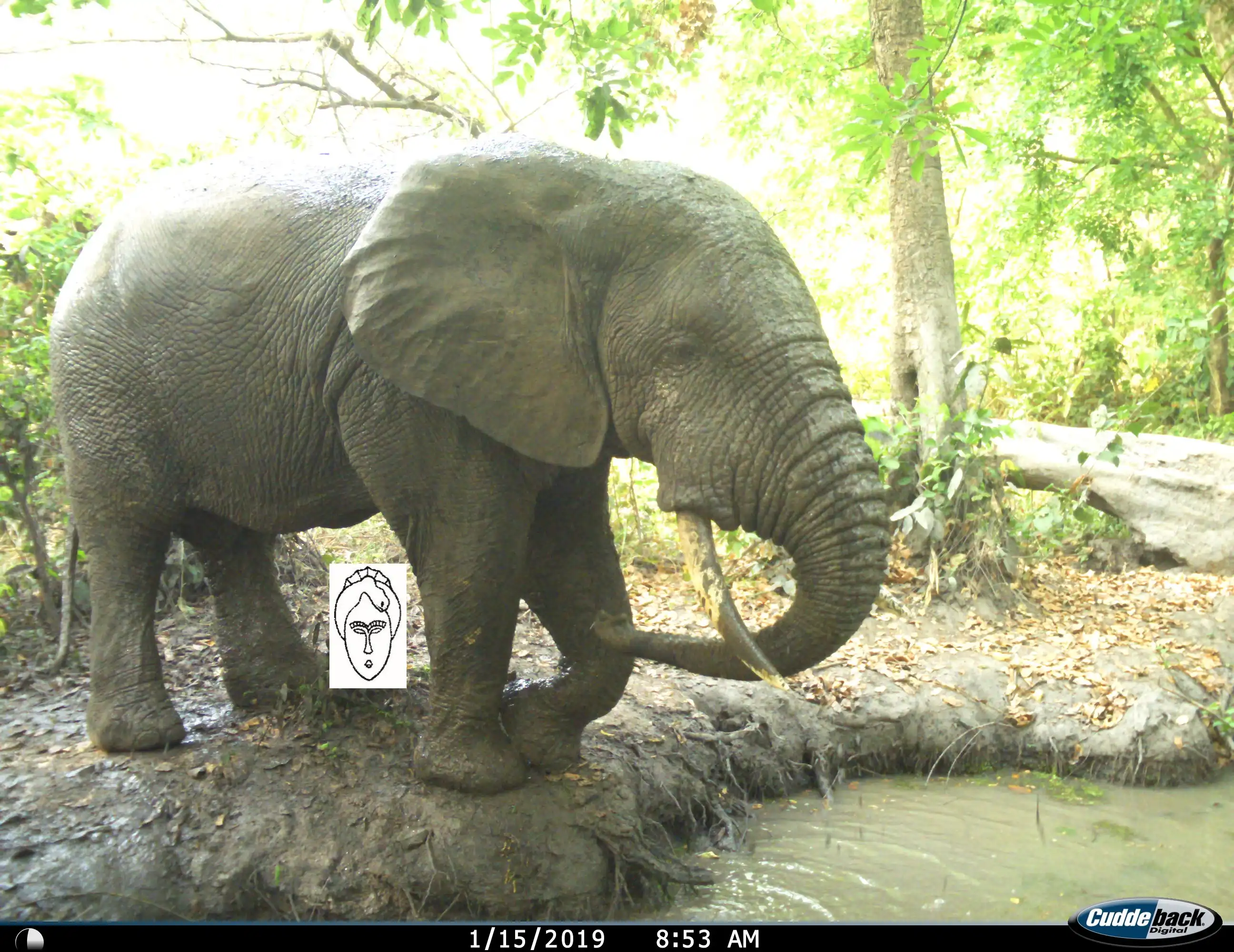 Loxodonta A. africana 3.JPG