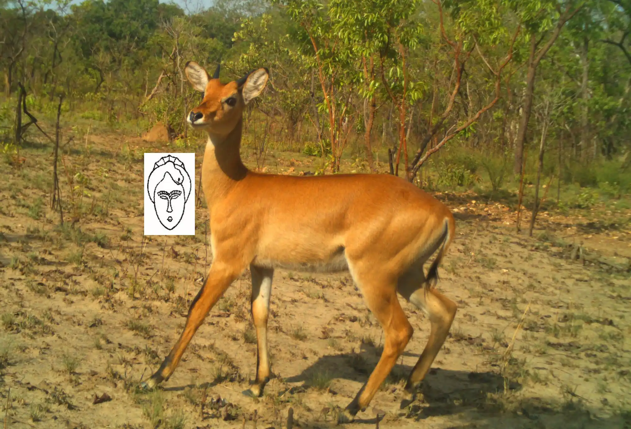 Kobbus kob (Cob de Buffon).JPG