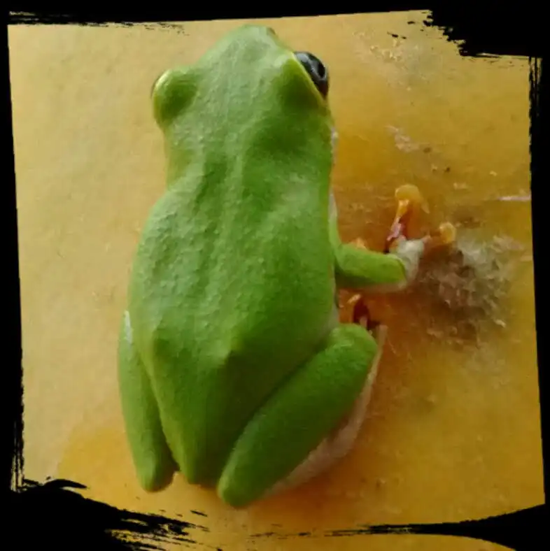 grenouille.jpg