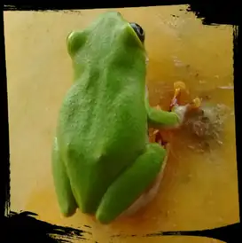 grenouille.jpg